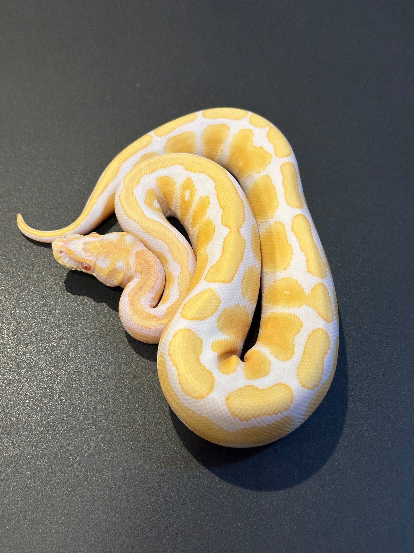 Albino het Pied poss Mahogany Macho
