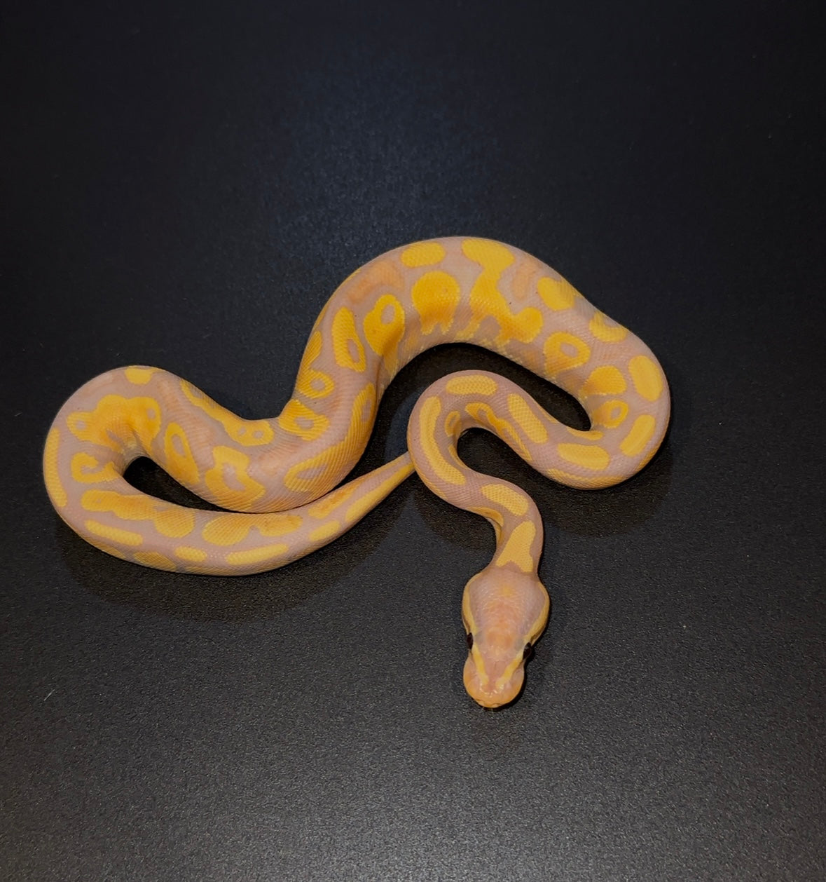 Banana YB hembra