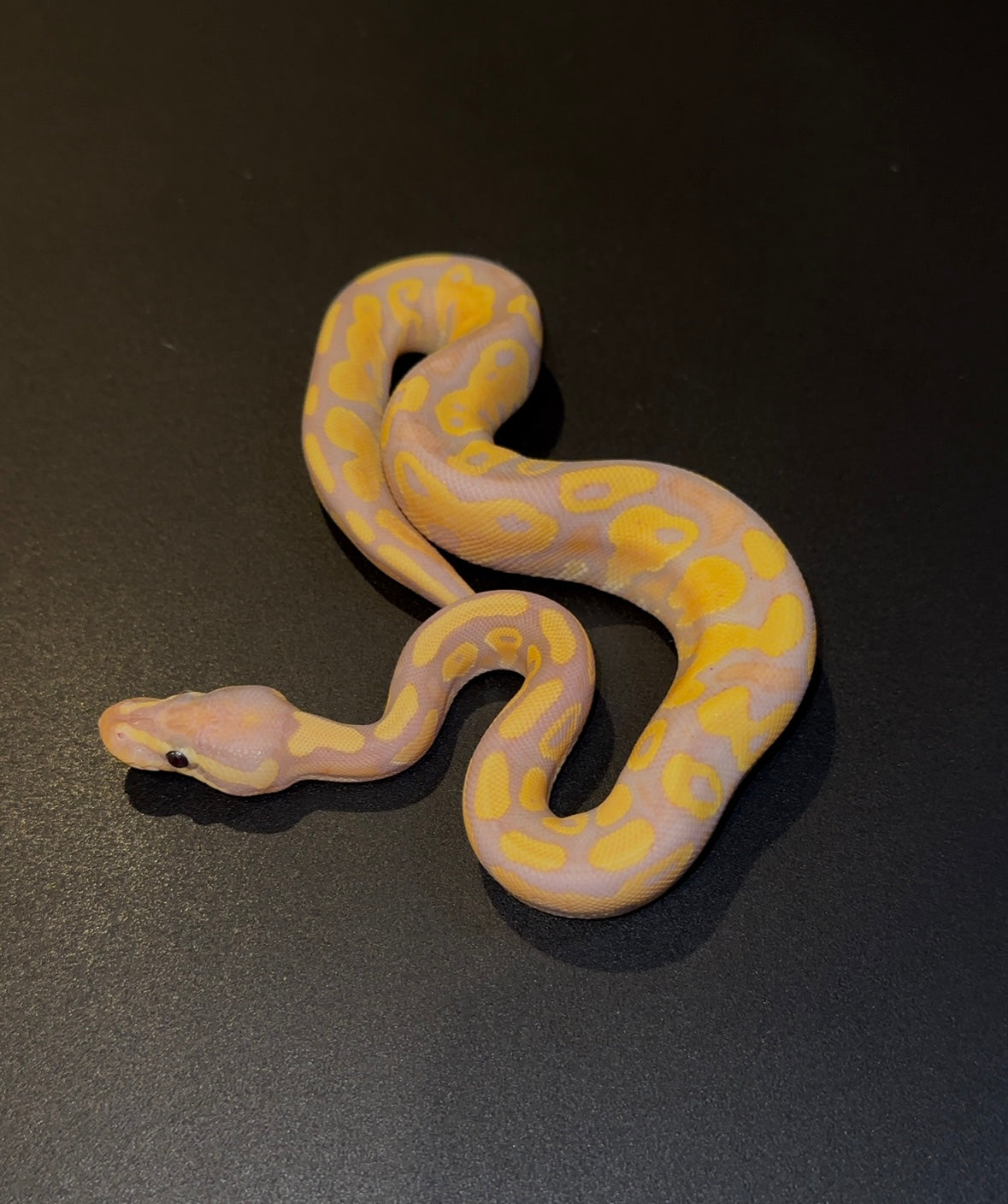 Banana YB hembra