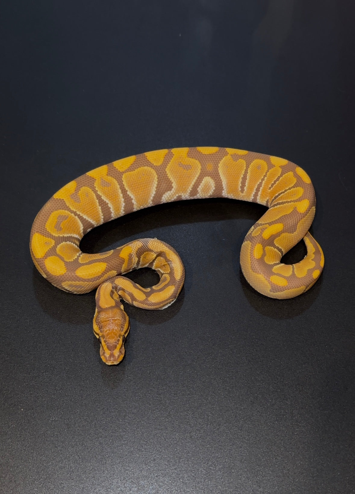 Ultramel het Hypo hembra