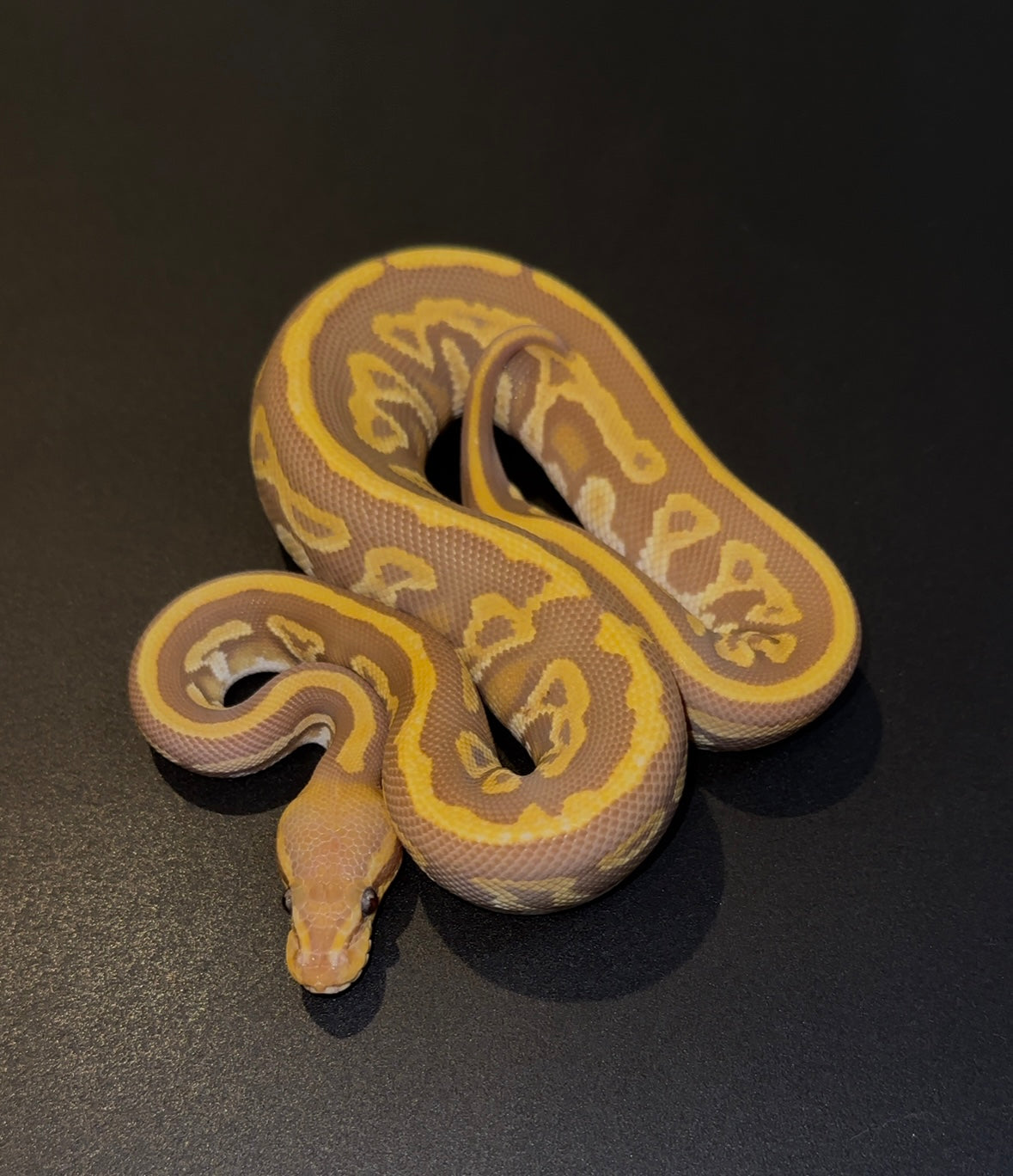 Blackhead Mystic Leopard Ultramel Macho