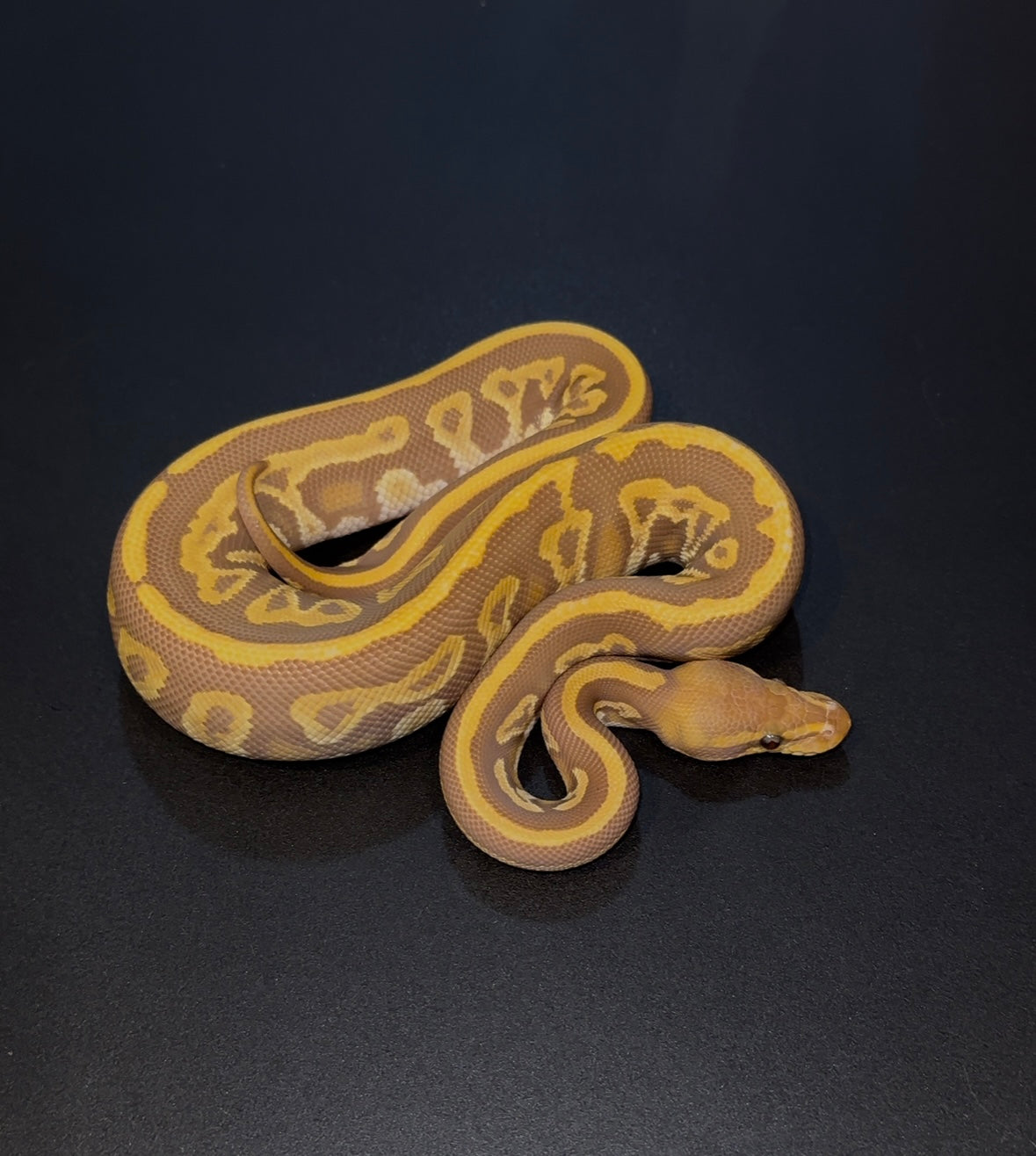 Blackhead Mystic Leopard Ultramel Macho