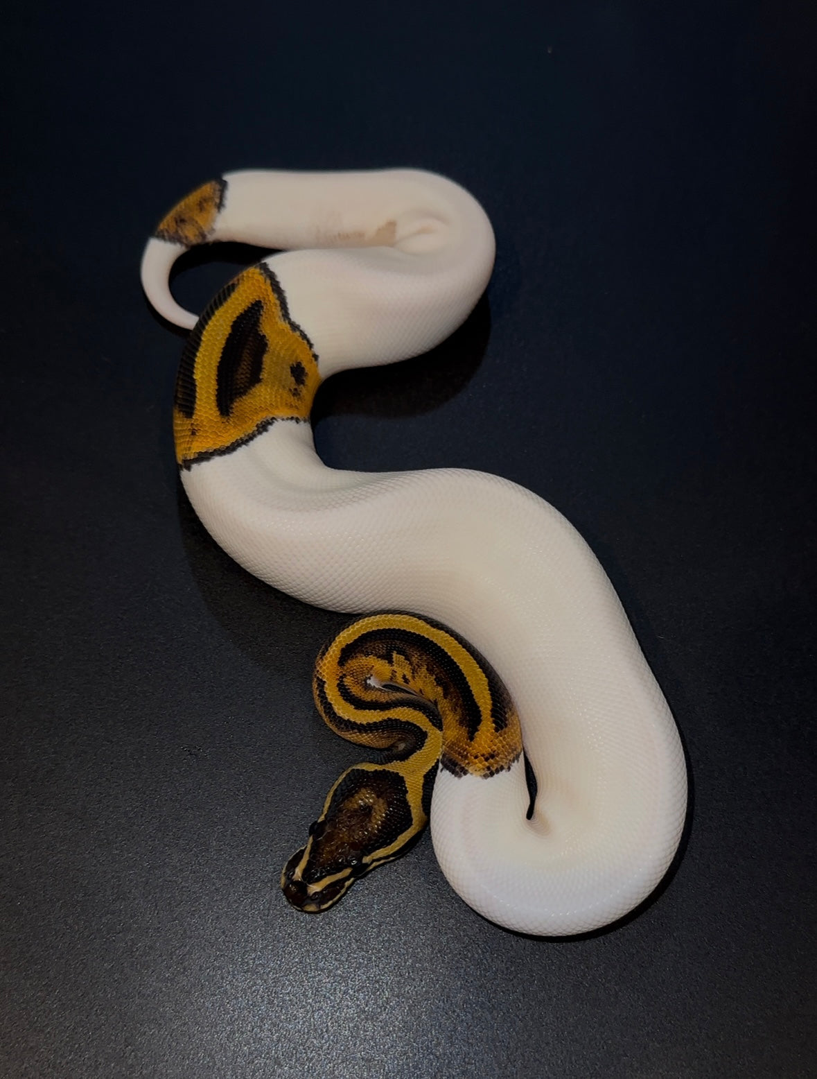 Pied het Ultramel (poss OD) hembra
