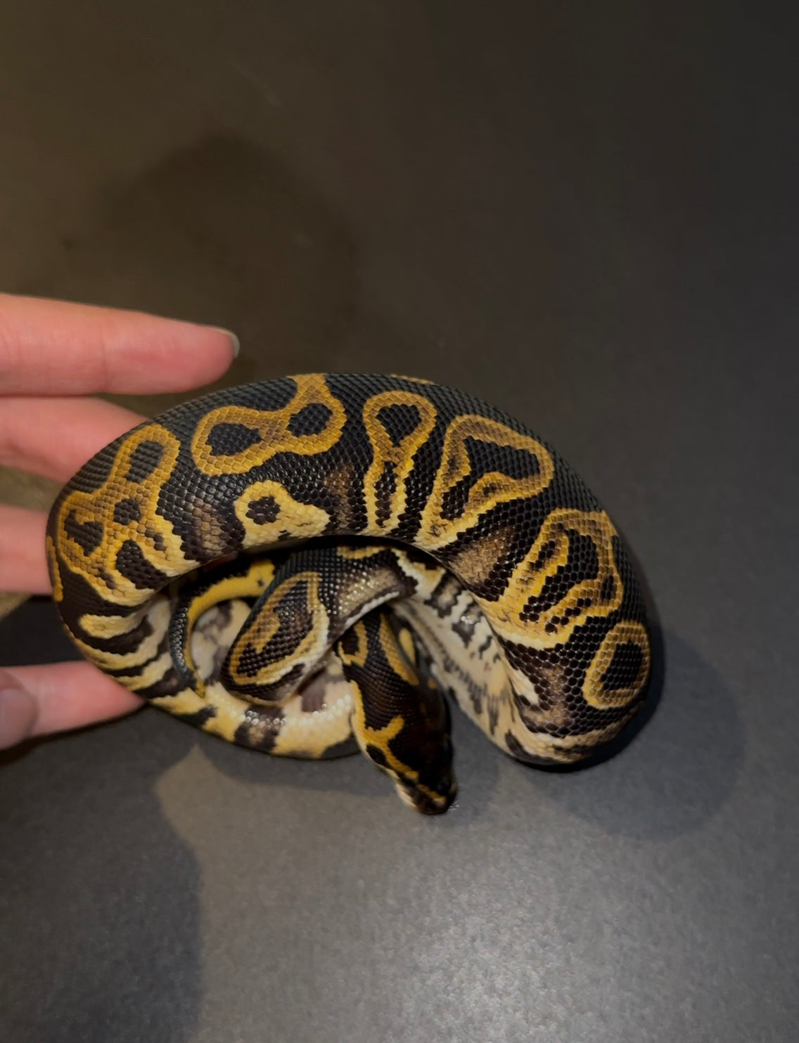 Hurricane Leopard het Clown macho