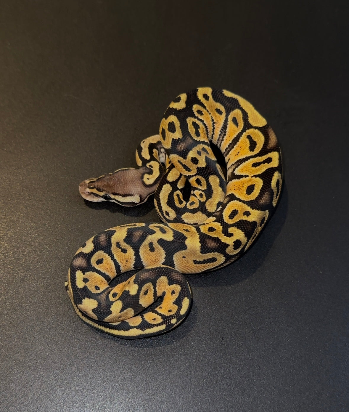 Pastel het Clown hembra