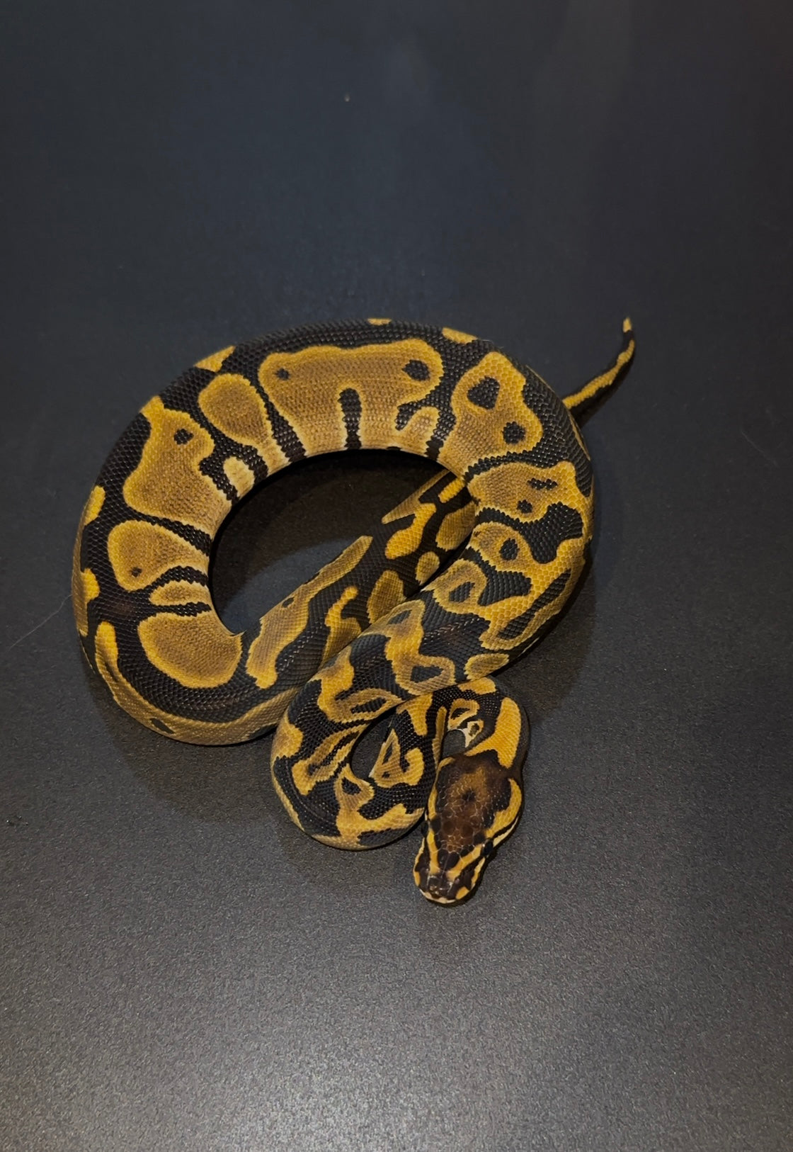 Leopard Blade het Clown hembra