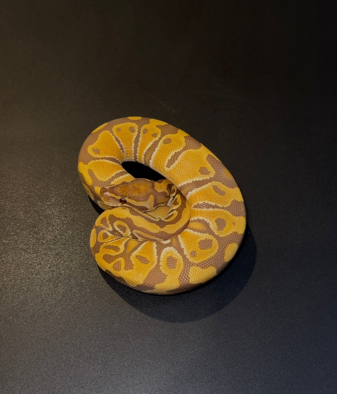 Ultramel doble het Hypo Pied poss het Clown macho