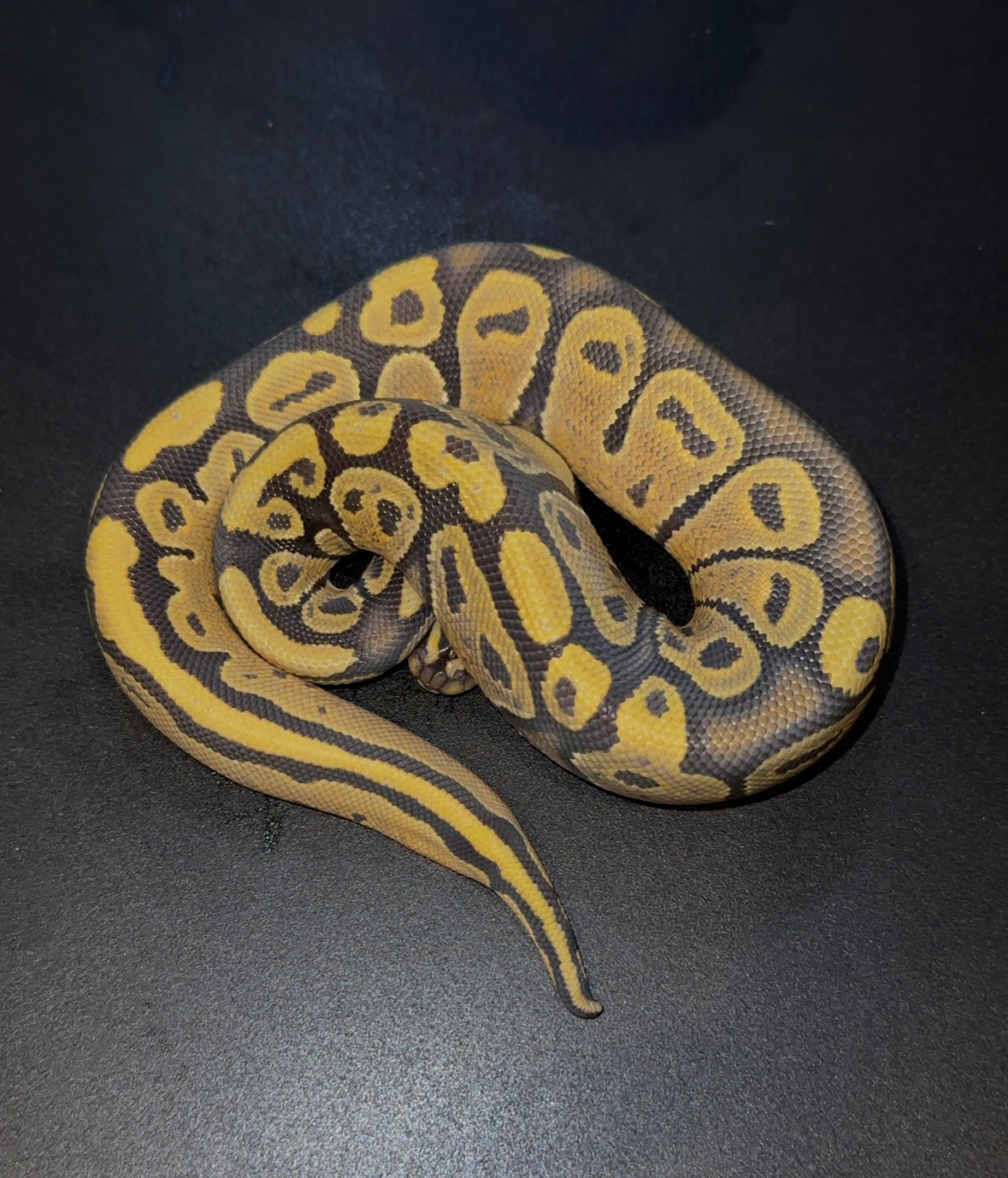 Hypo doble het Ultramel Pied macho (detalle cola)