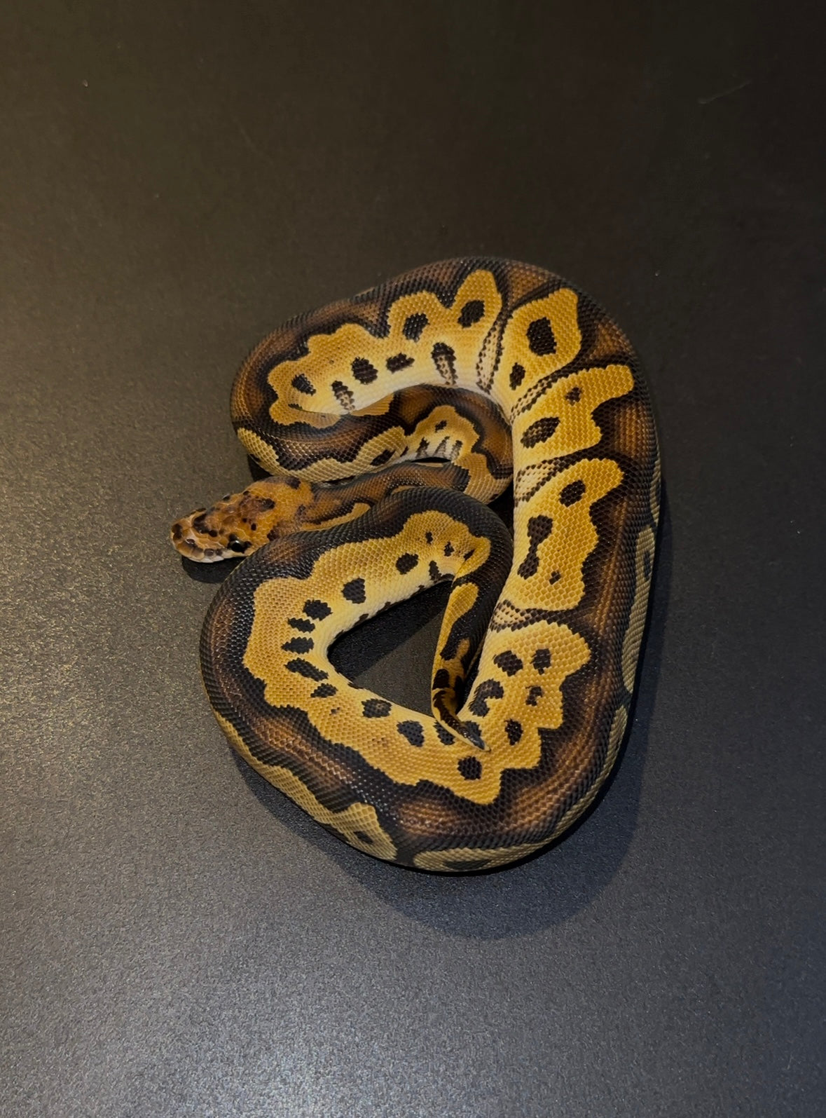Clown doble het Ultramel Pied hembra