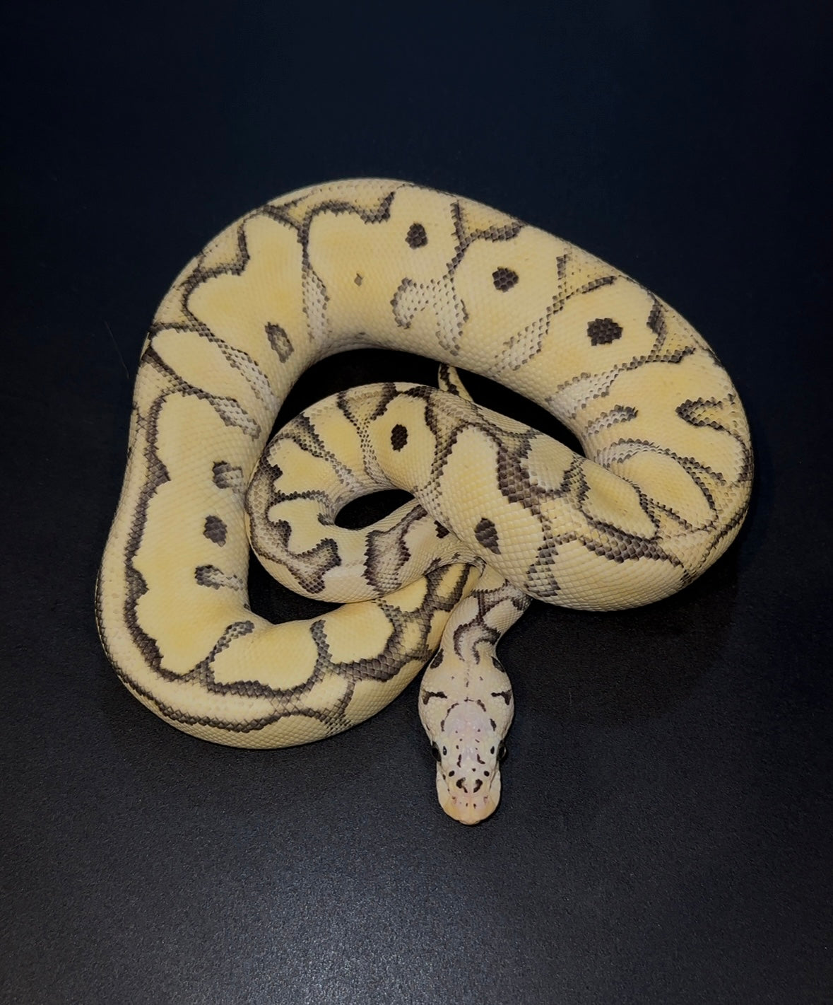 Pastel Desert Ghost Clown macho (350 gramos)