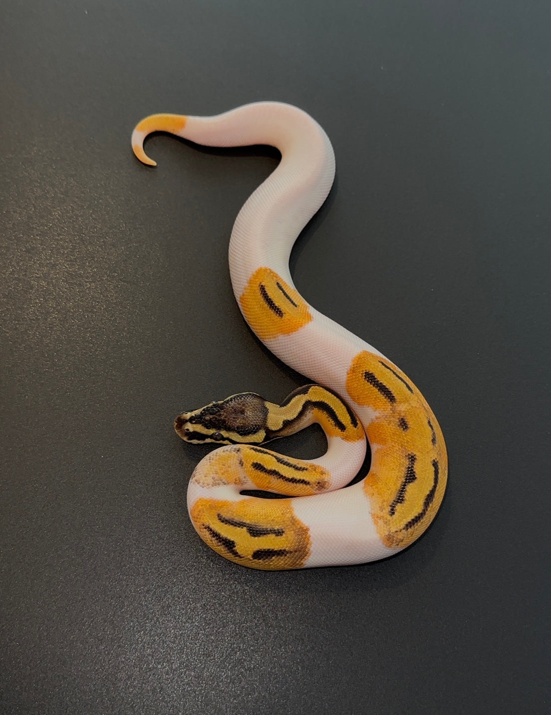 Pastel Orange Dream Pied het hypo macho