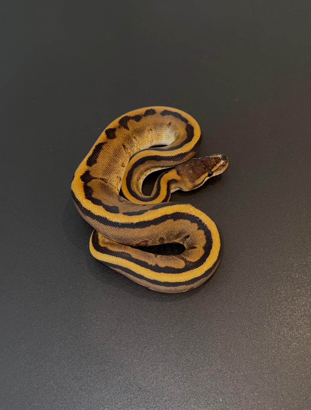 Genetic stripe Leopard 66% het DG Clown hembra