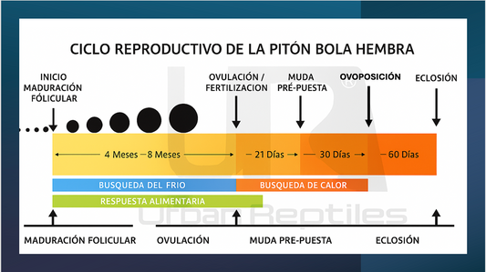 Ciclo reproductivo de la pitón bola