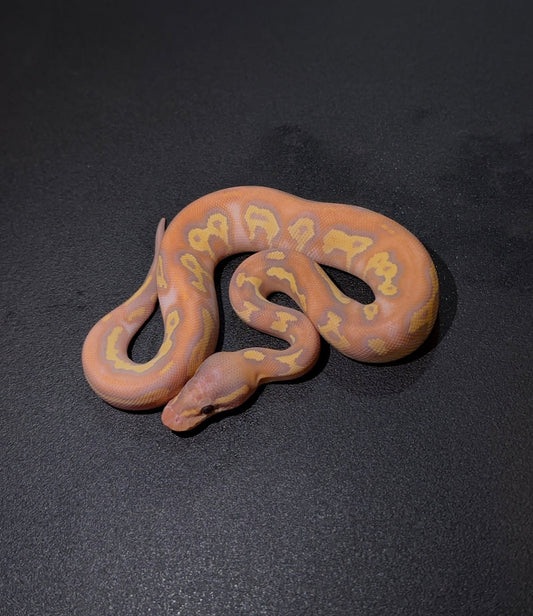 Pitón bola Banana Blackhead Black Pastel Redstripe Redgene Hypo
