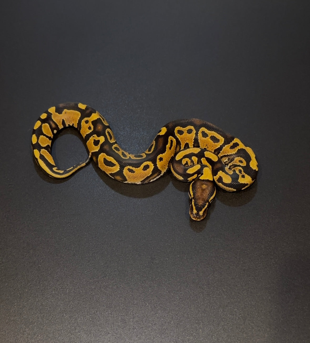 Yellow Belly Vanilla? 100% doble het Desert Ghost Clown hembra