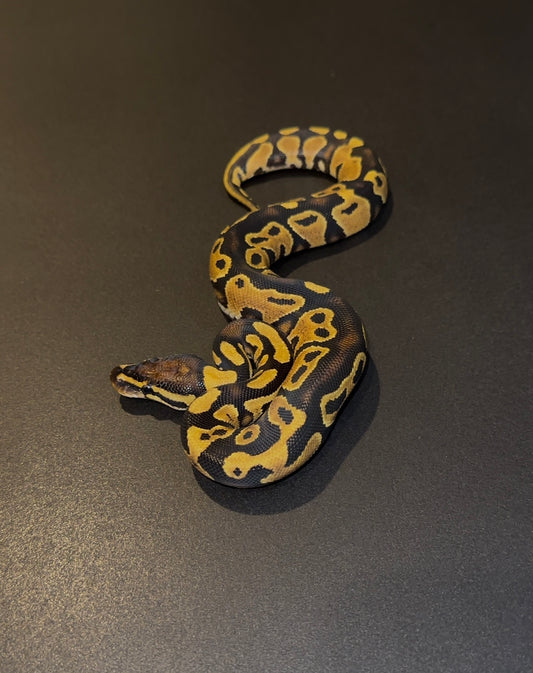 Yellow Belly Vanilla? 100% doble het Desert Ghost Clown hembra