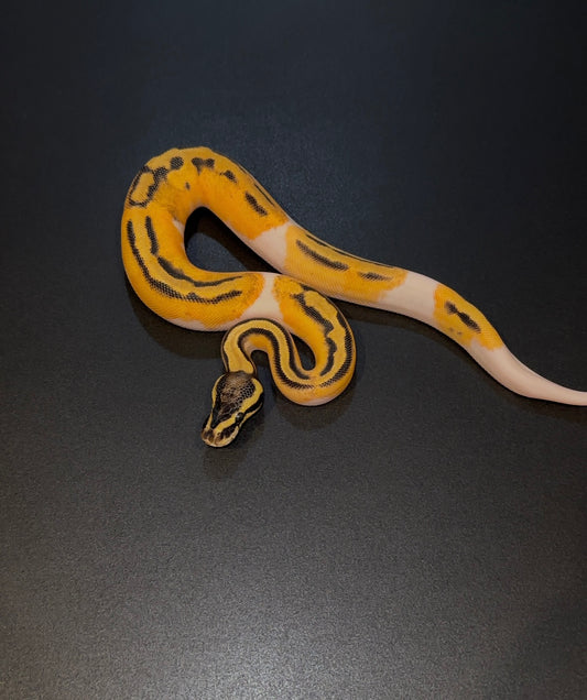 OD Pastel Pied het Hypo hembra (detalle en ojo)