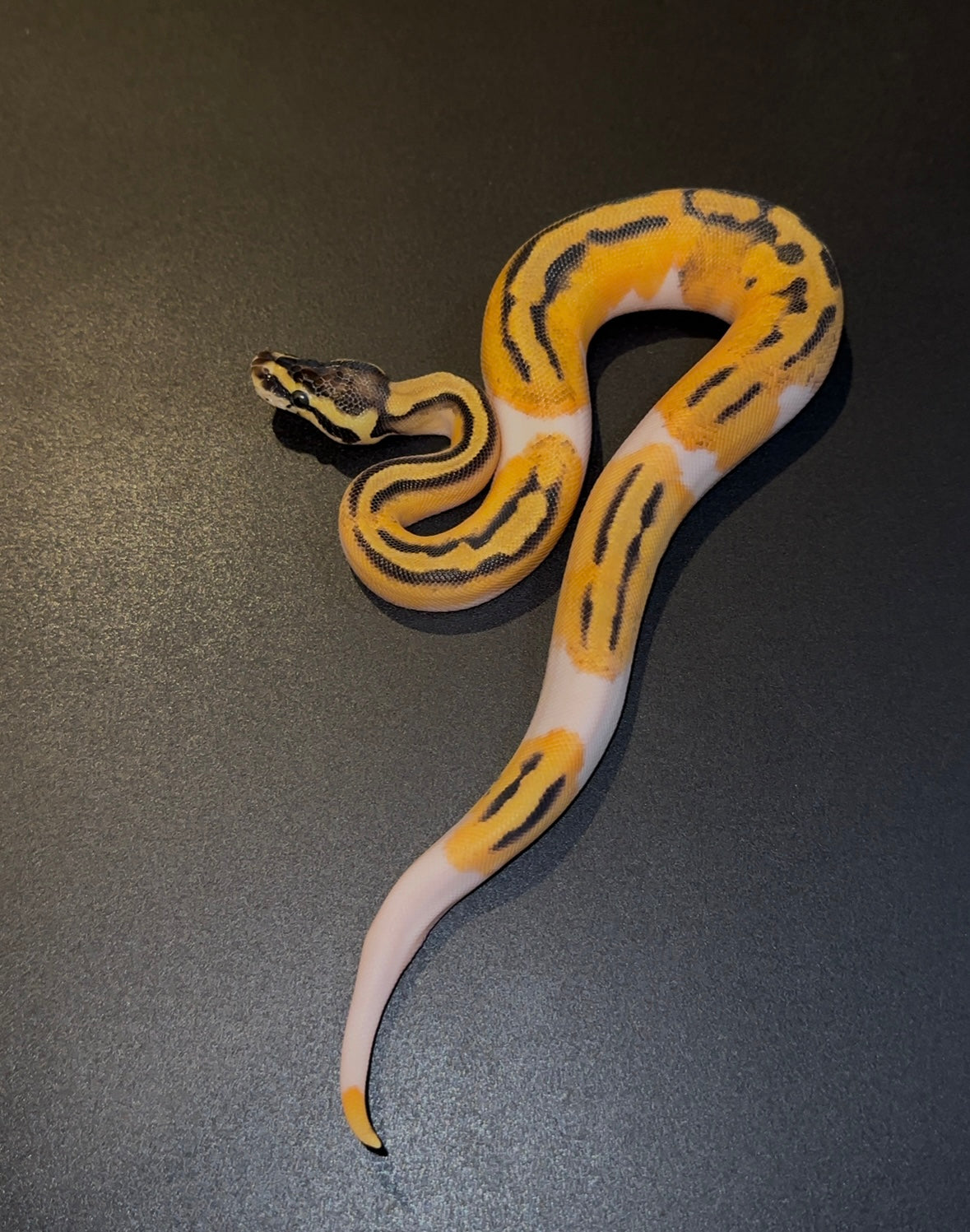 OD Pastel Pied het Hypo hembra (detalle en ojo)