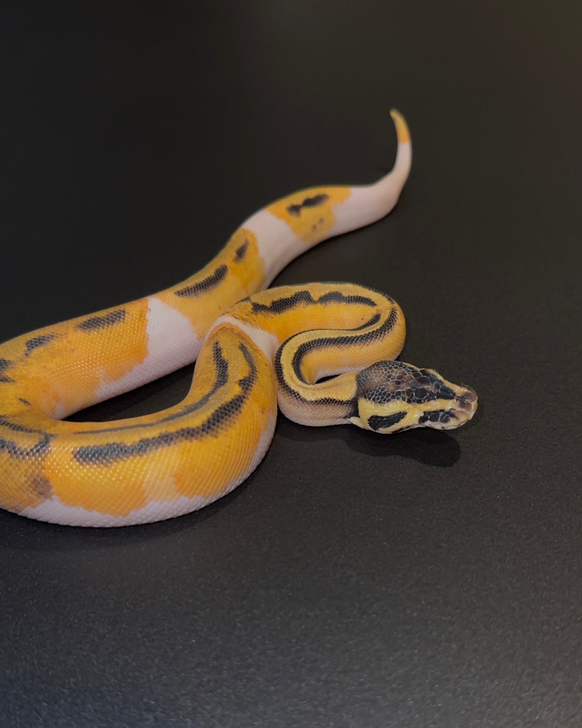 OD Pastel Pied het Hypo hembra (detalle en ojo)
