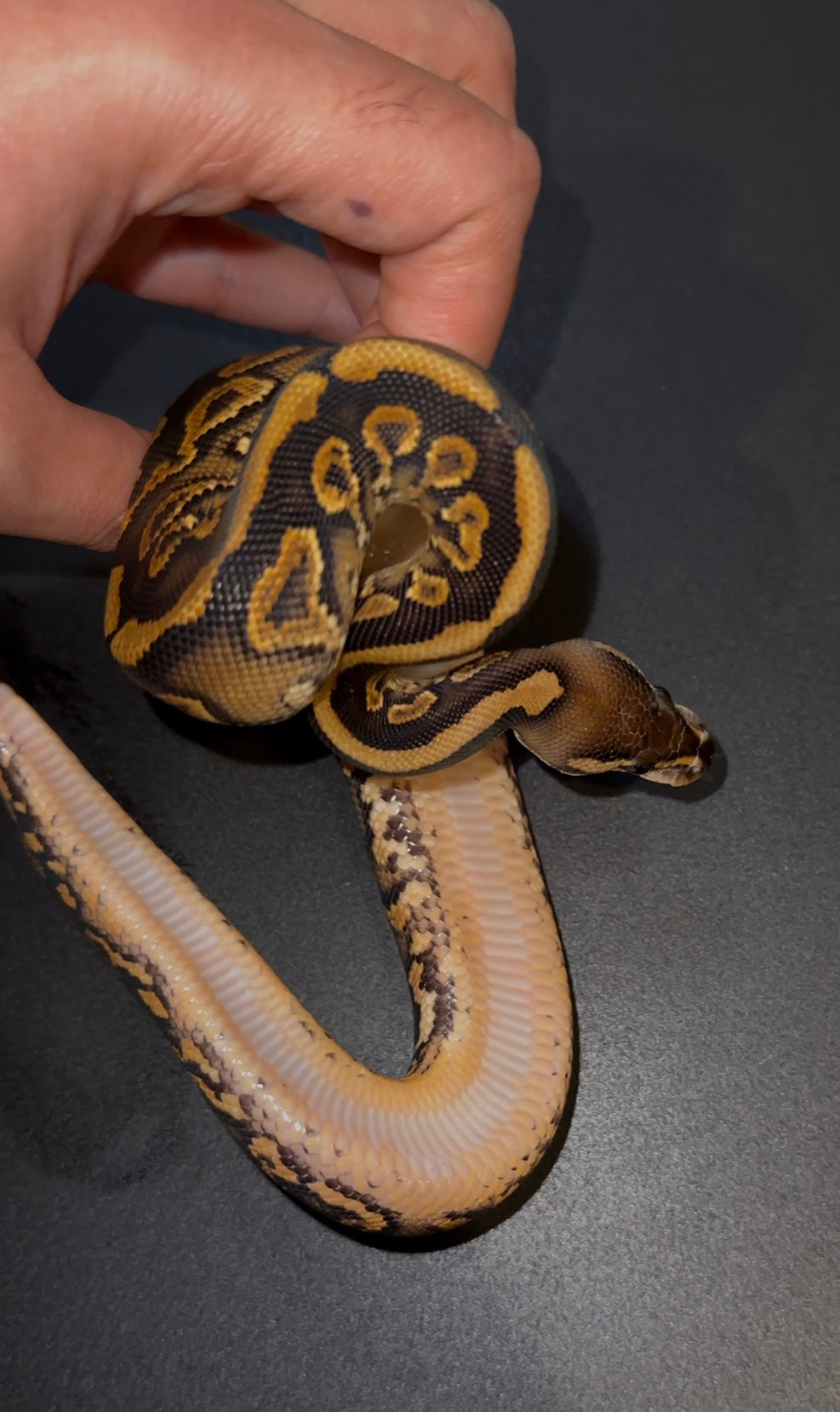 Black Pastel Yellow Belly/Gravel poss Redstripe het Clown hembra