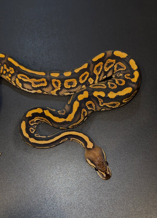Black Pastel Yellow Belly/Gravel poss Redstripe het Clown hembra
