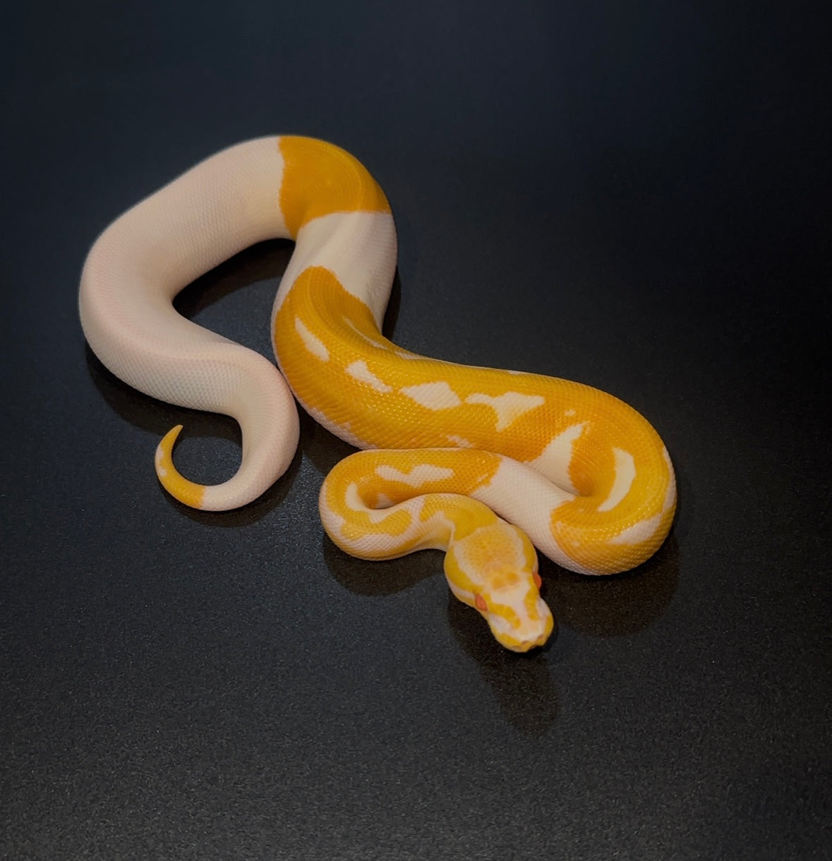Leopard Orange Dream Albino Pied macho