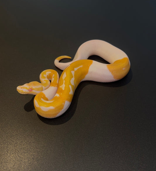 Leopard Orange Dream Albino Pied macho