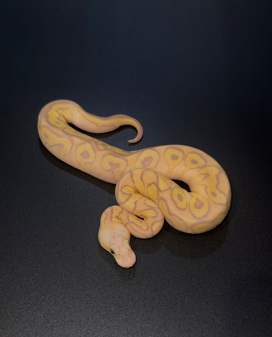 Banana Mojave Pastel Specter OD Clown hembra