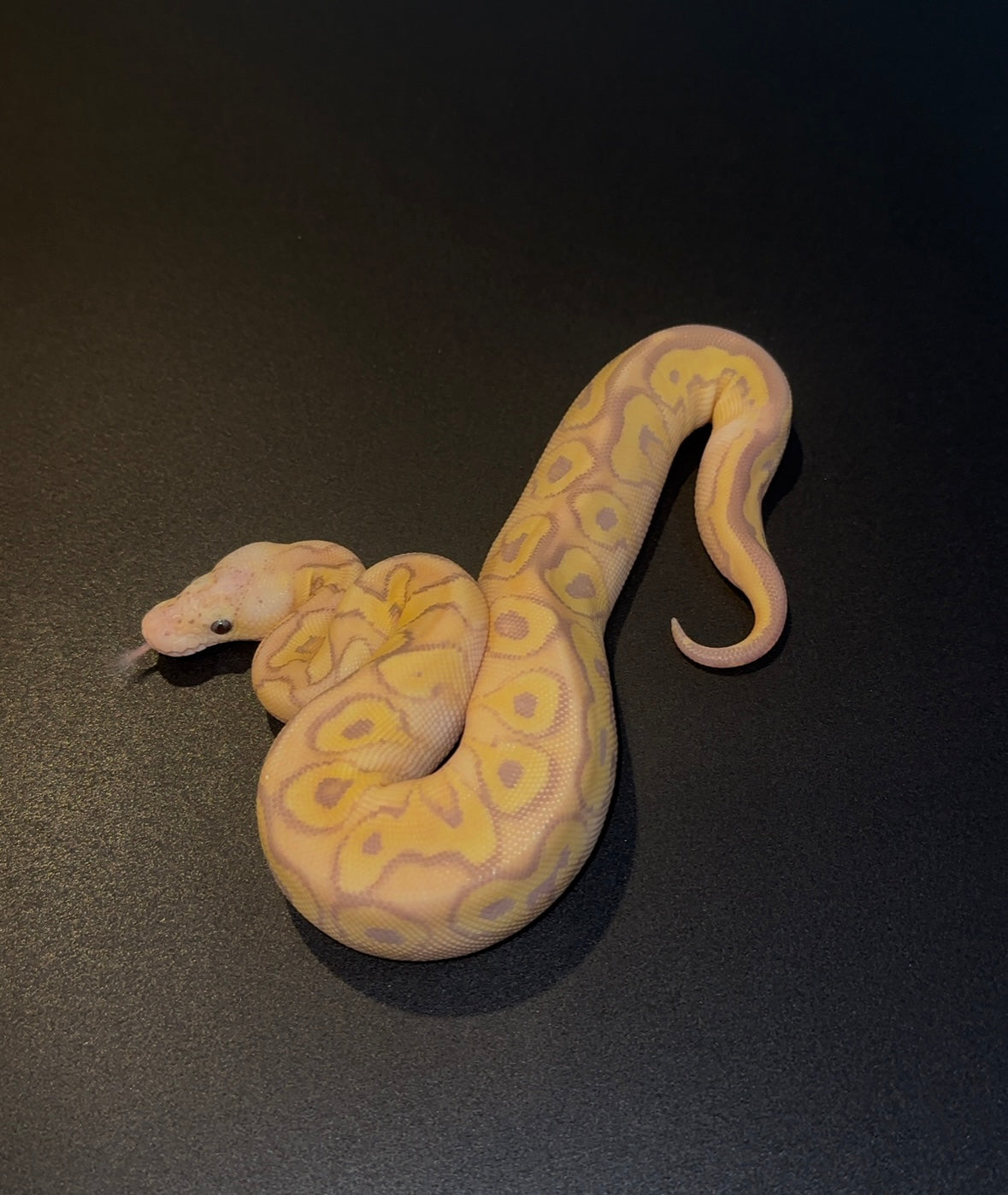 Banana Mojave Pastel Specter OD Clown hembra