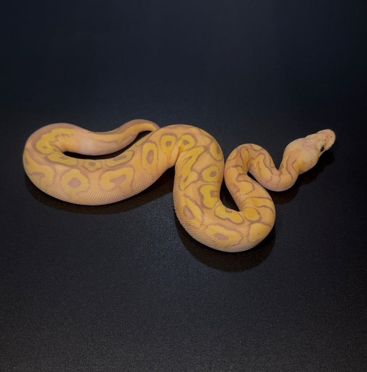 Banana Mojave Pastel Specter OD Clown hembra