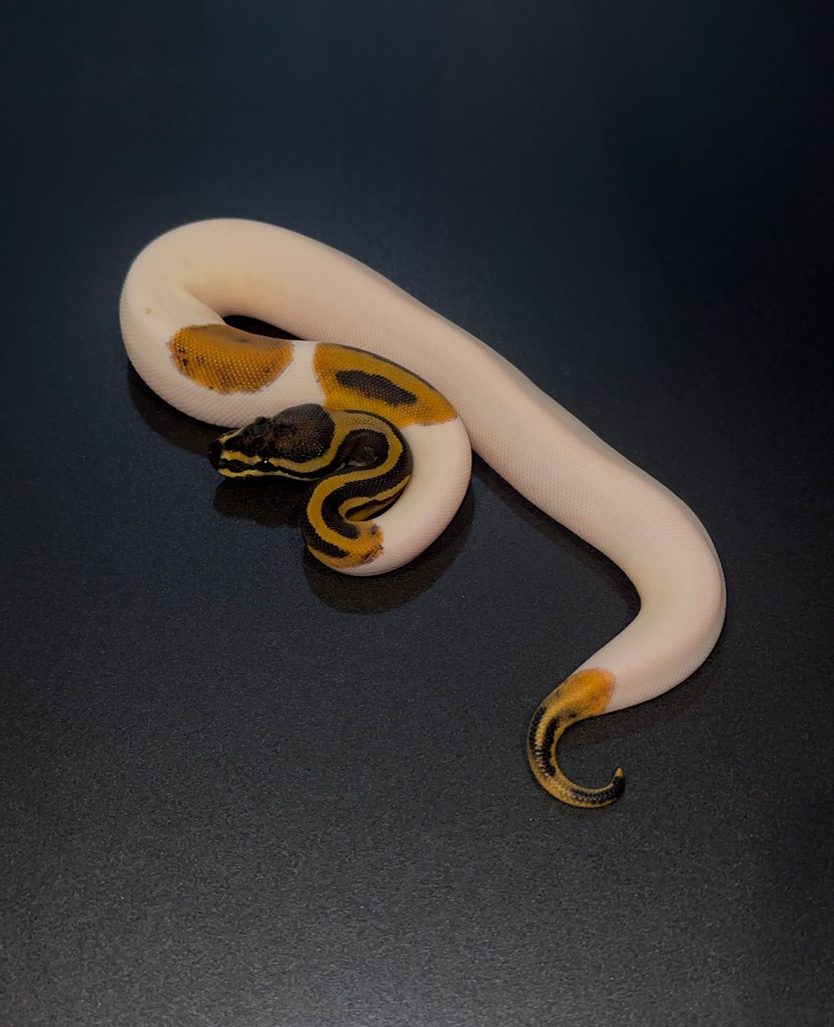 Leopard? Pied het Albino hembra