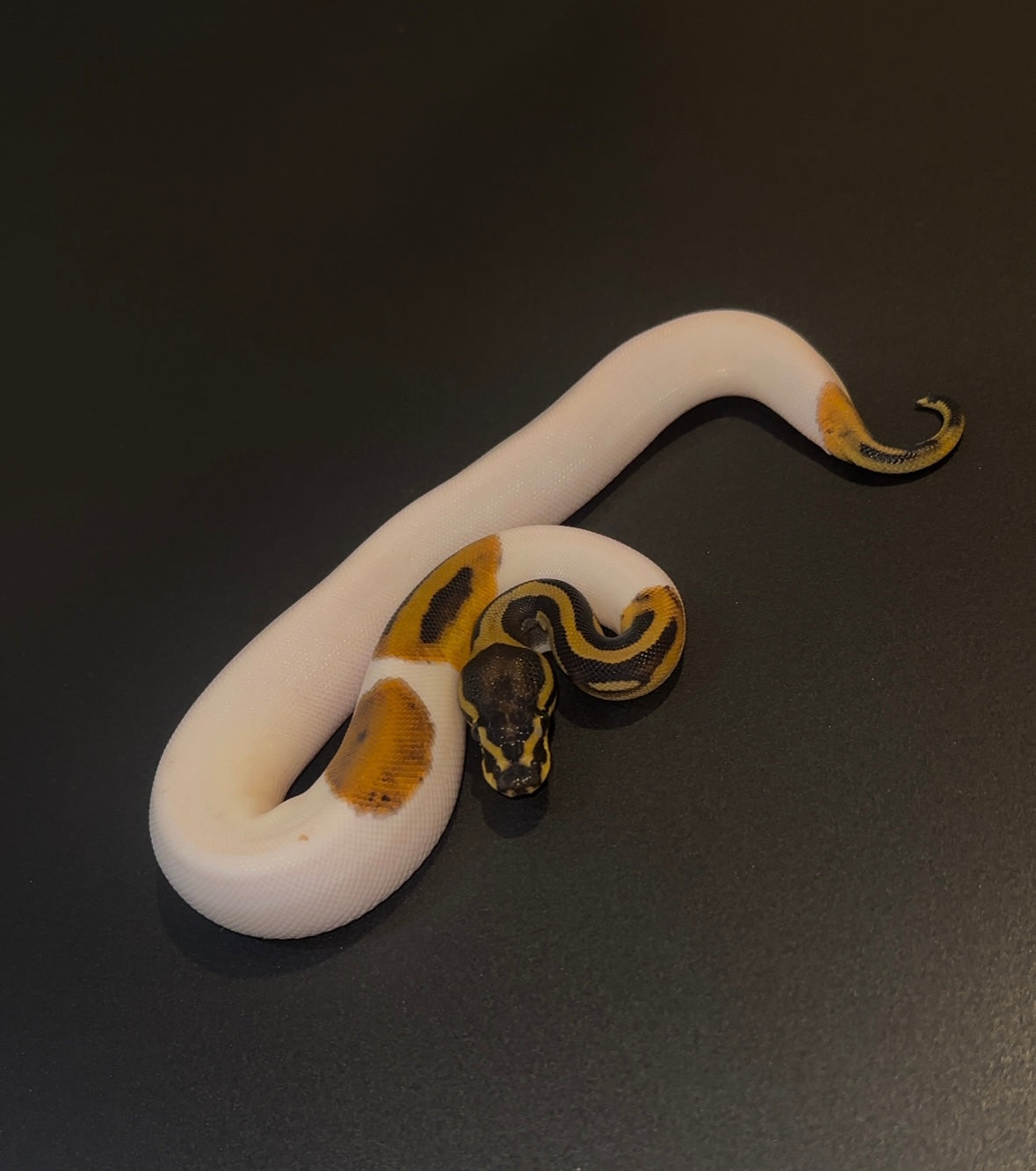 Leopard? Pied het Albino hembra