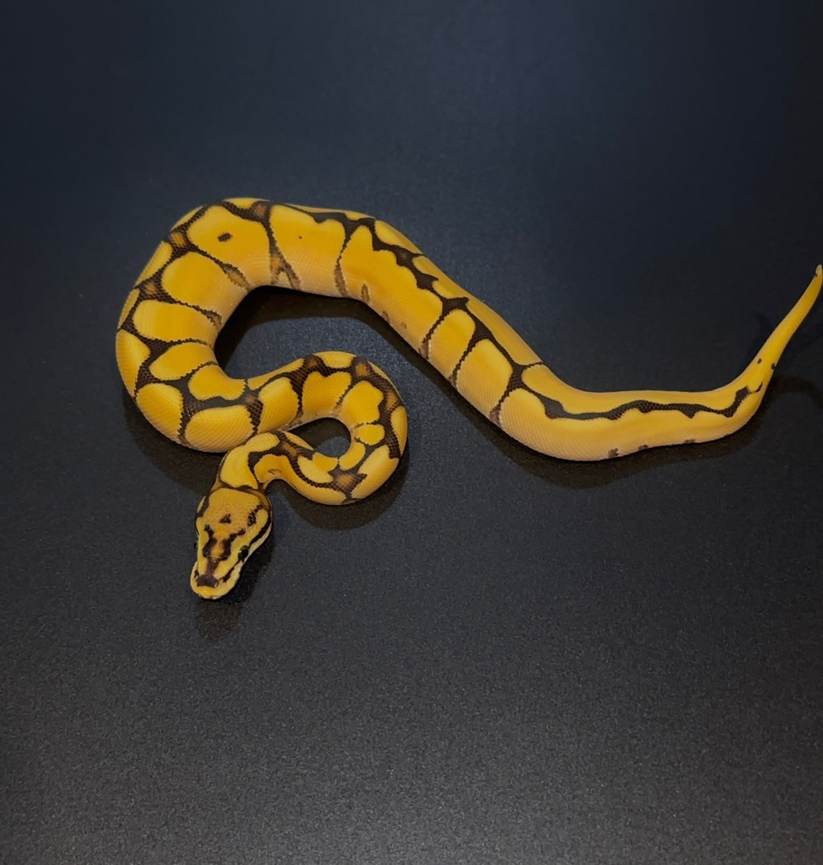 Spider OD Specter Fire? het Clown poss het Hypo Pied macho