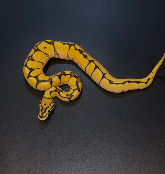 Spider OD Specter Fire? het Clown poss het Hypo Pied macho