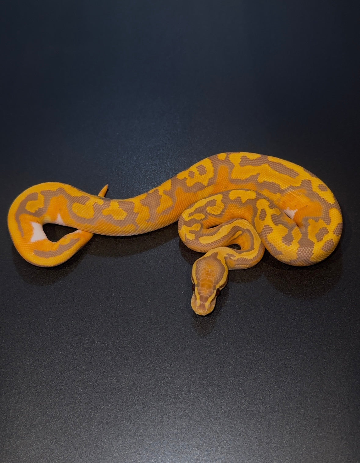 Redgene Ultramel Pied poss OD macho