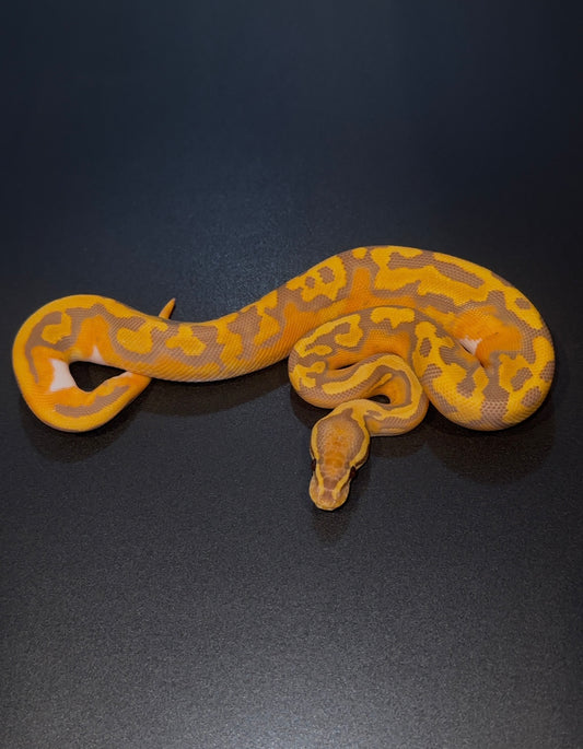 Redgene Ultramel Pied poss OD macho
