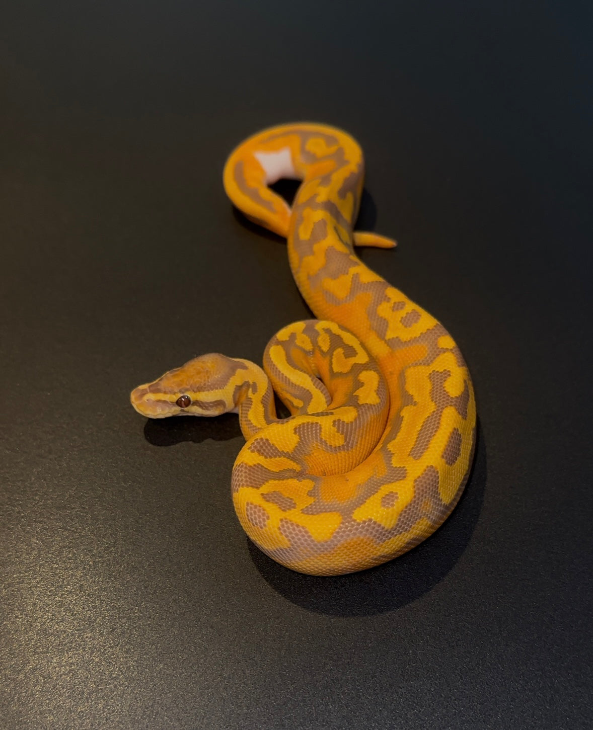 Redgene Ultramel Pied poss OD macho