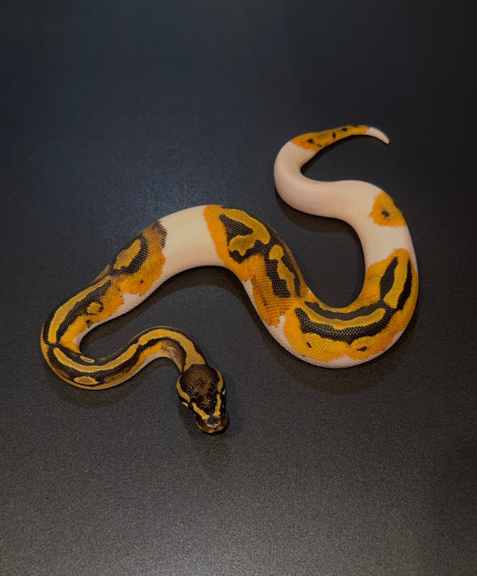 Orange Dream Pied het Hypo hembra