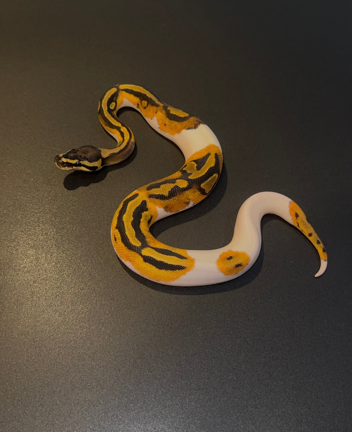 Orange Dream Pied het Hypo hembra