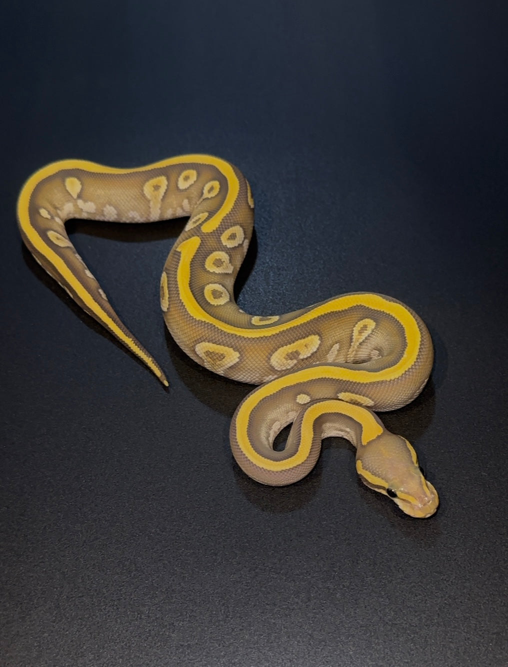 Hypo Mojave Cypress YB poss het DG hembra