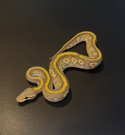 Hypo Mojave Cypress YB poss het DG hembra
