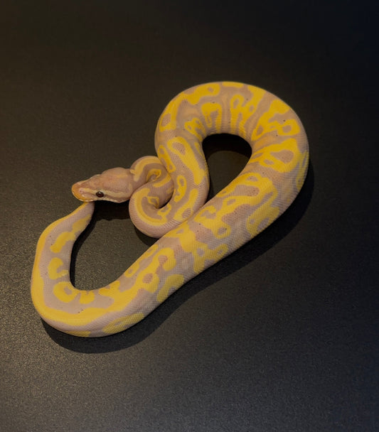 Banana Leopard YB het Sunset hembra