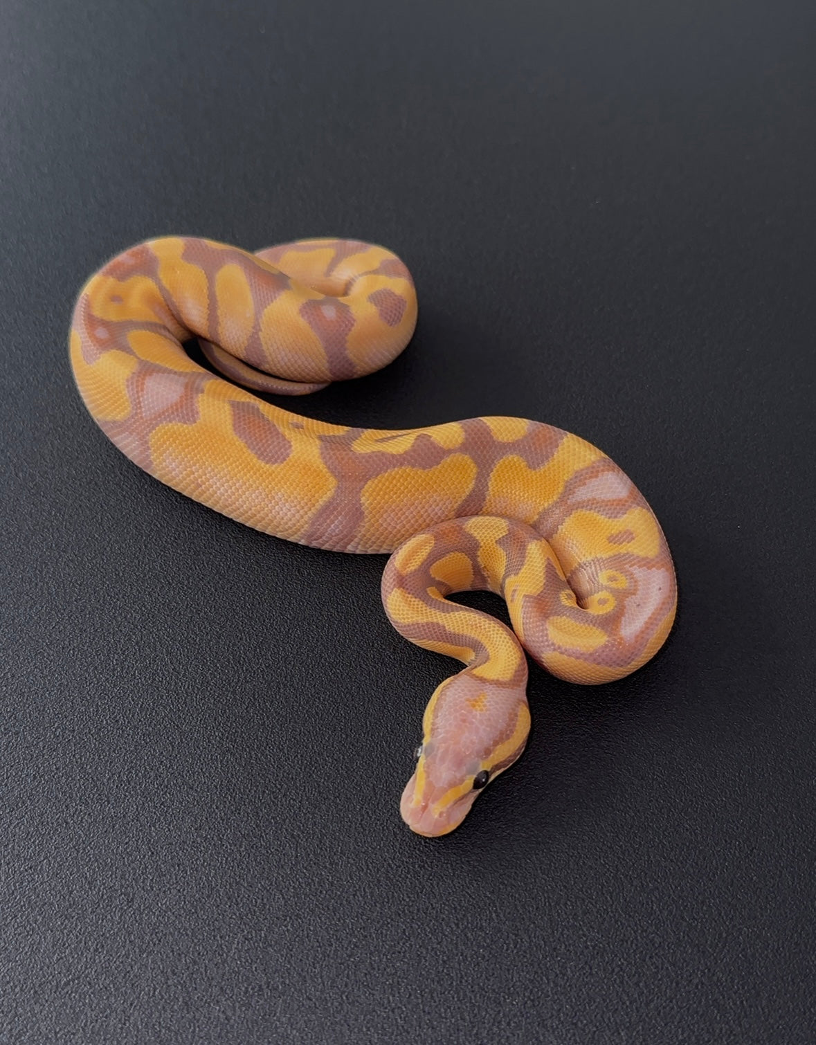 Banana OD Enchi het Pied macho