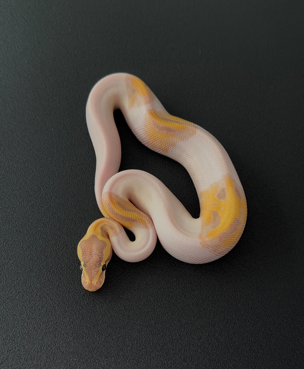 Banana Enchi YB? Pied 50% het Hypo macho