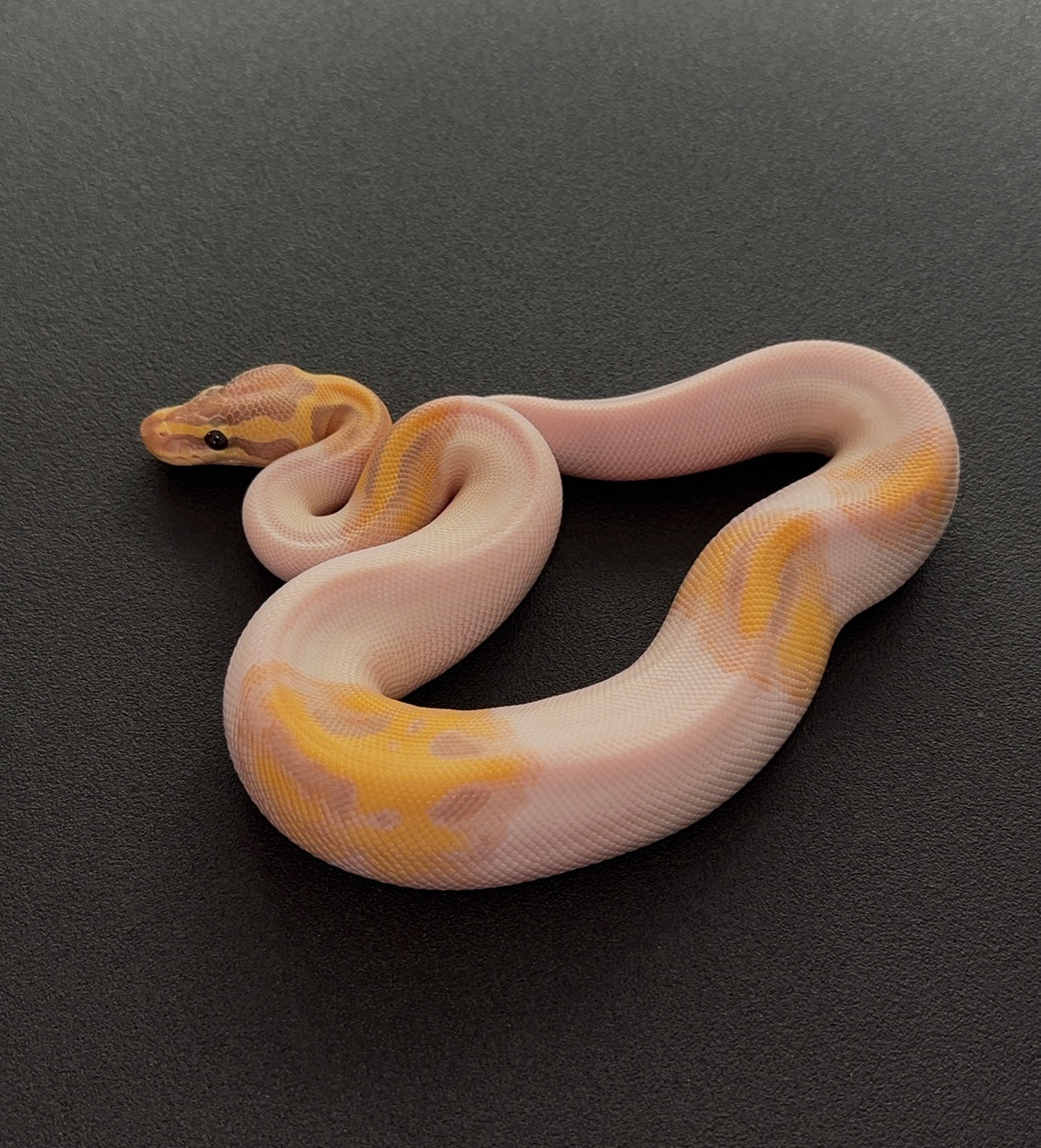 Banana Enchi YB? Pied 50% het Hypo macho