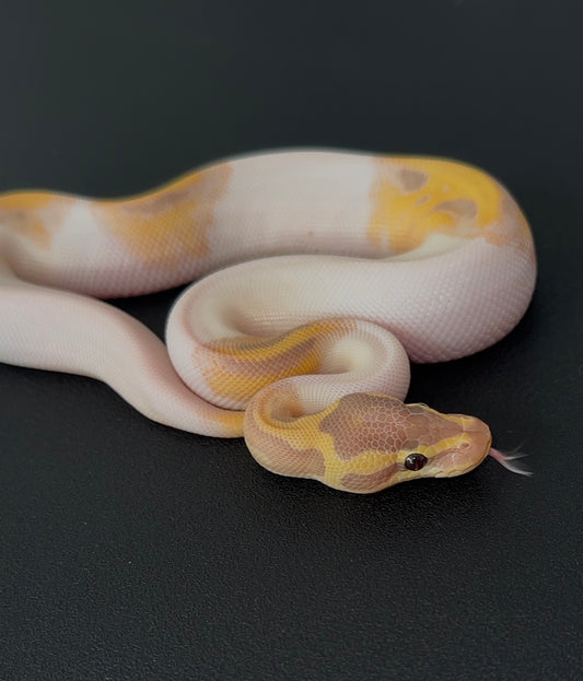 Banana Enchi YB? Pied 50% het Hypo macho