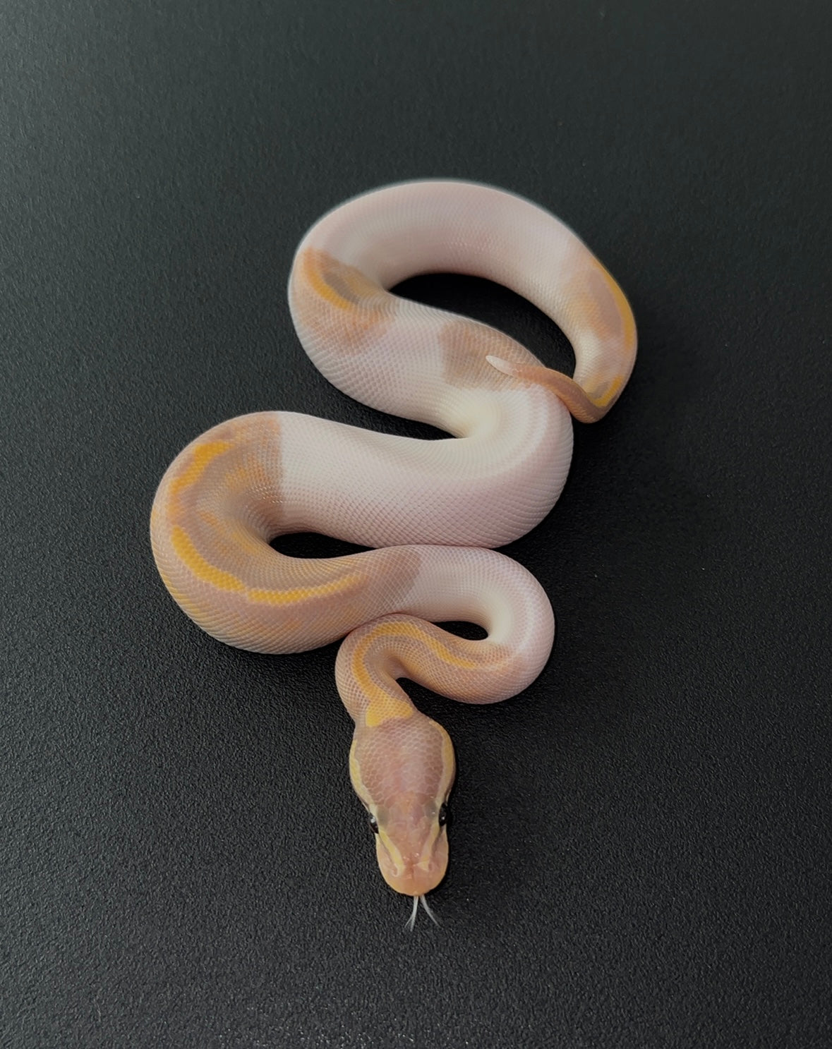 Banana Pied 50% het Hypo macho