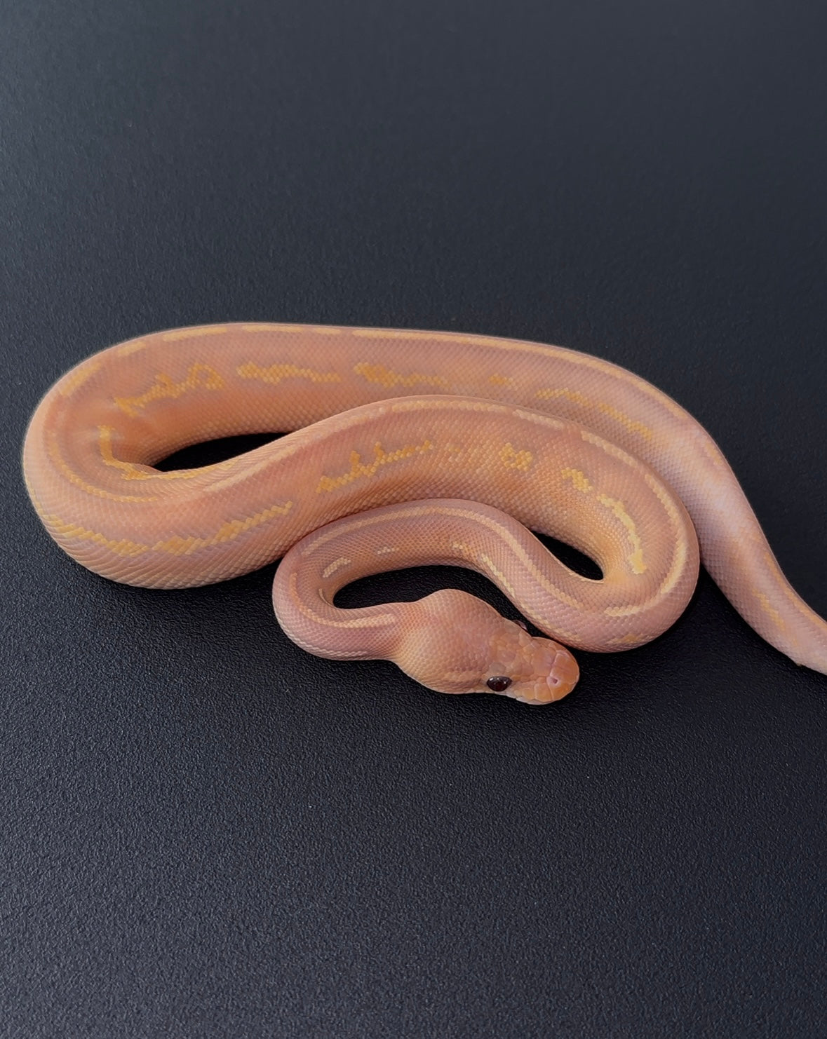 Banana Highway Blackhead + poss Hypo visual macho