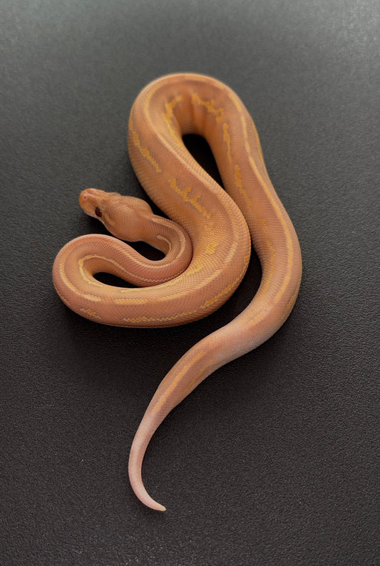 Banana Highway Blackhead + poss Hypo visual macho