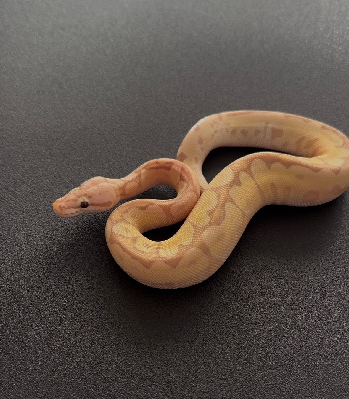 Banana Spider Specter OD + 50% het Hypo 100% het Clown hembra